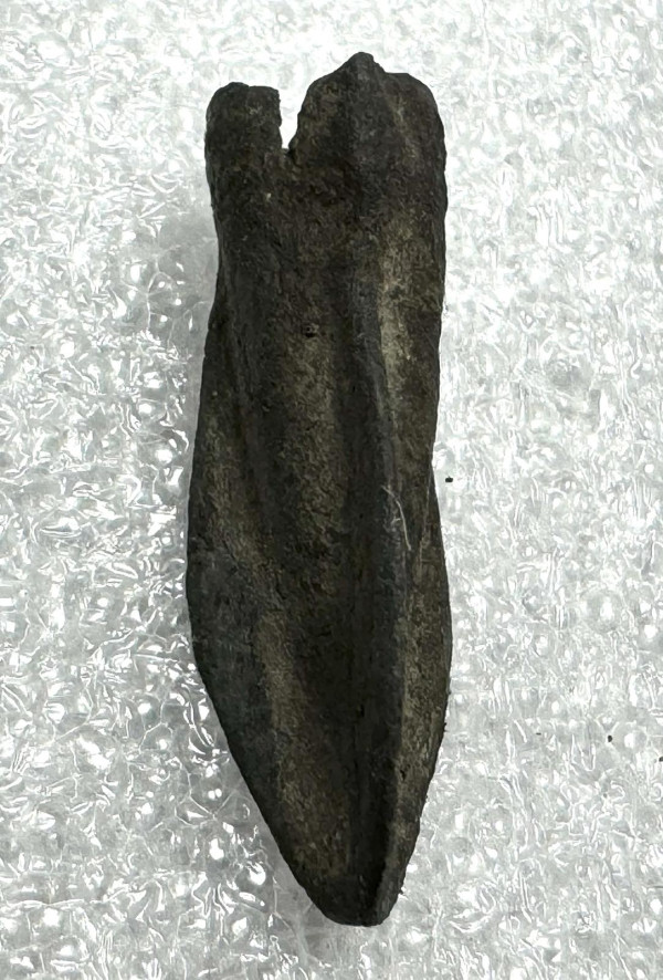 Скифы. Наконечник стрелы Vв. до н.э. 177